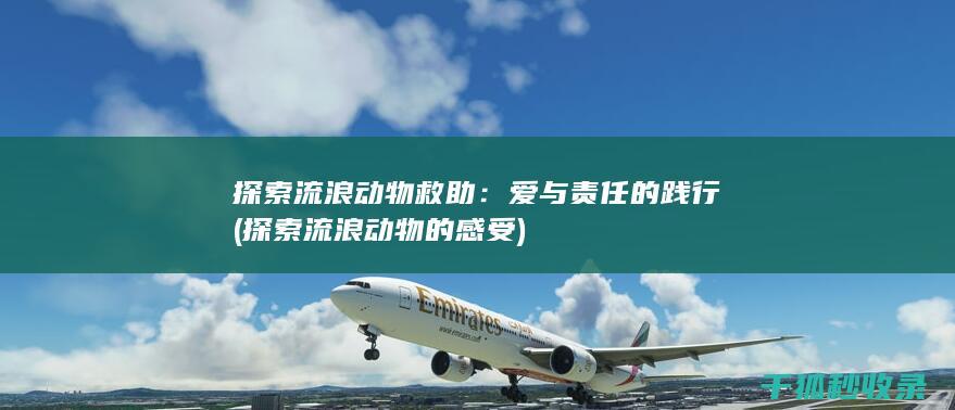 探索流浪动物救助：爱与责任的践行 (探索流浪动物的感受)